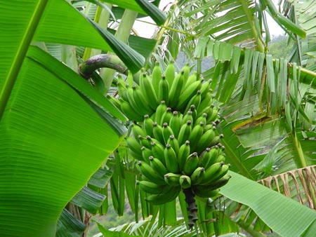 Tả cây chuối vườn nhà em