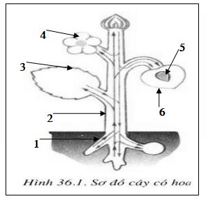 Đề thi giữa học kì 2 môn Sinh học lớp 6