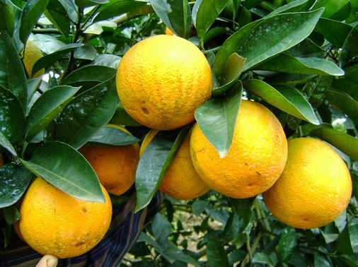 Tả quả cam lớp 5