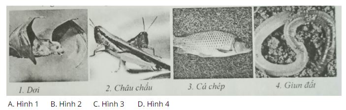 Đề kiểm tra Sinh học 7