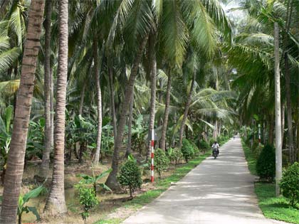 Tả cây dừa quê em