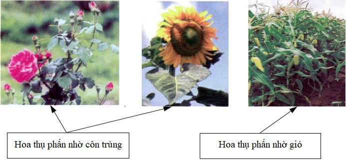 Giải Vở bài tập Khoa học lớp 5 bài 6