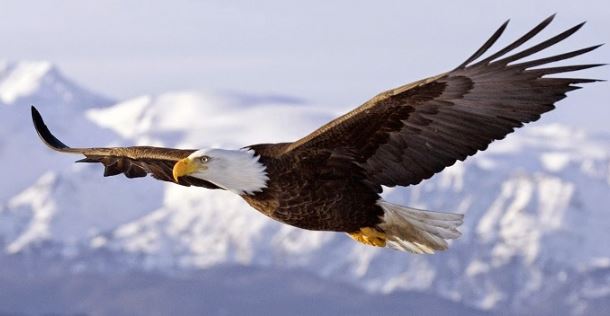 Văn mẫu lớp 2: Tả chim đại bàng