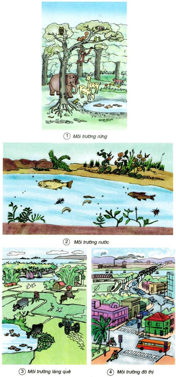 Giải Vở bài tập Khoa học lớp 5 bài 62