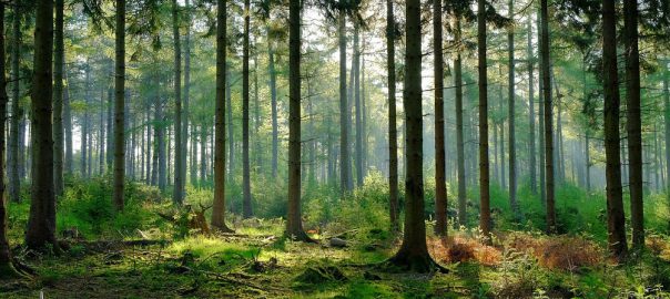 Anh (chị) nghĩ gì khi nhìn những cánh rừng tiếp tục bị tàn phá?