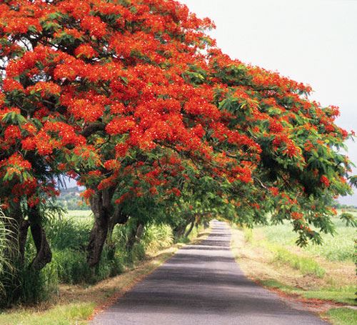 Bài văn tả cây phượng