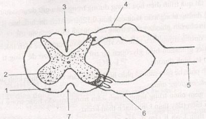 Đề thi học kì 2 lớp 8 môn Sinh học - Đề 14