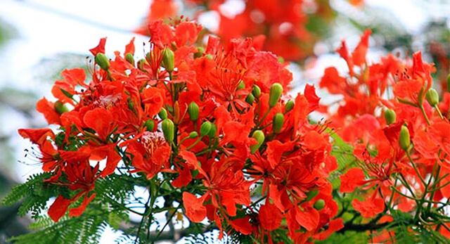 Thơ hay về hoa phượng