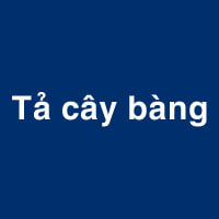 Top các bài văn Tả cây Bàng hay nhất