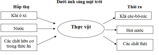 Đề thi học kì 2 môn Khoa học lớp 4