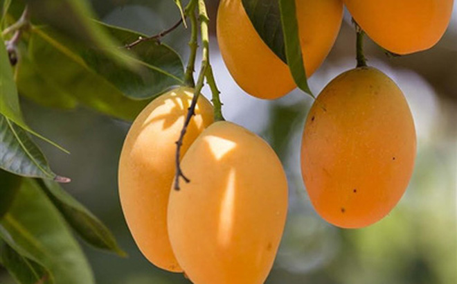 Tả loại quả em yêu thích mẫu 1: Tả quả Xoài