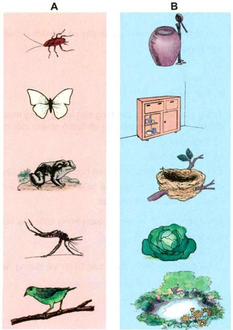 Giải Vở bài tập Khoa học lớp 5 bài 70