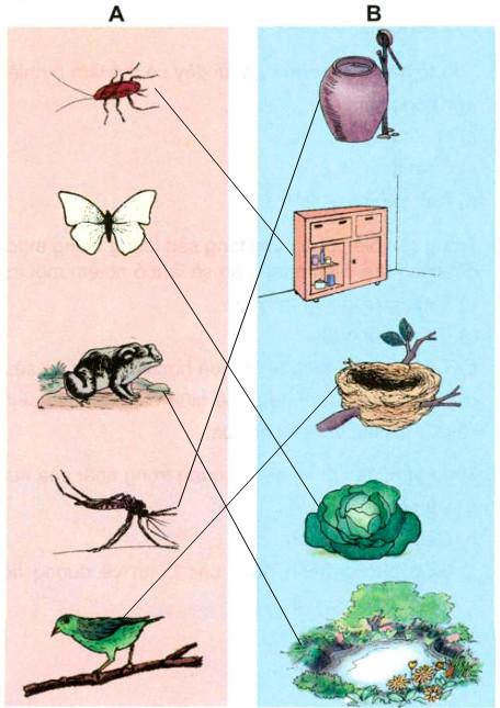Giải Vở bài tập Khoa học lớp 5 bài 70