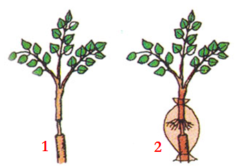 Lý thuyết Sinh học lớp 6 bài 27