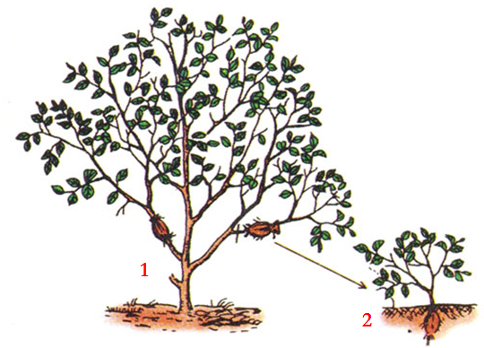 Lý thuyết Sinh học lớp 6 bài 27