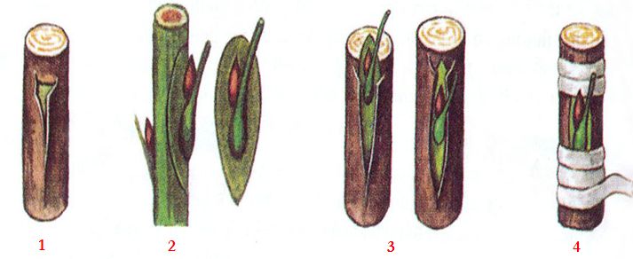Lý thuyết Sinh học lớp 6 bài 27