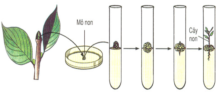 Lý thuyết Sinh học lớp 6 bài 27