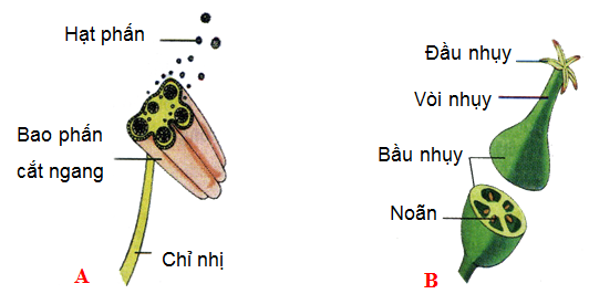Lý thuyết Sinh học lớp 6 bài 28
