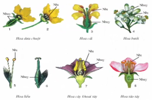 Lý thuyết Sinh học lớp 6 bài 29