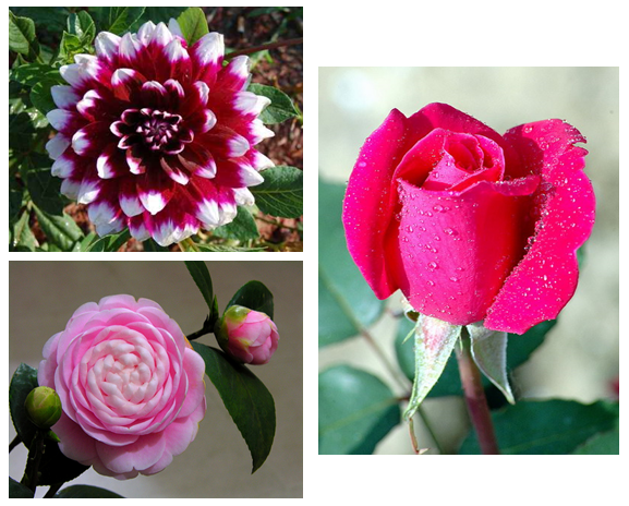 Lý thuyết Sinh học lớp 6 bài 29