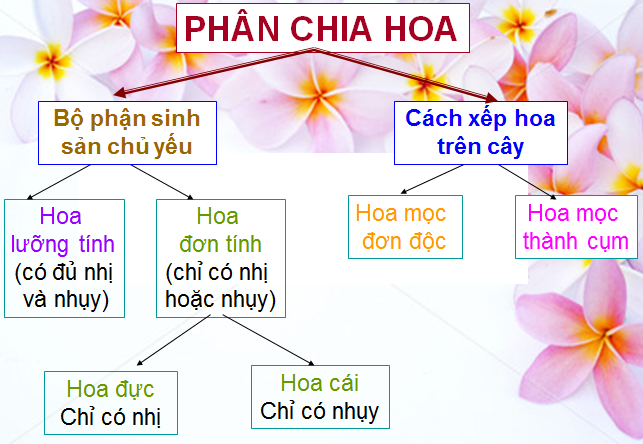 Lý thuyết Sinh học lớp 6 bài 29