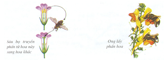 Lý thuyết Sinh học lớp 6 bài 30