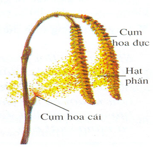 Lý thuyết Sinh học lớp 6 bài 30