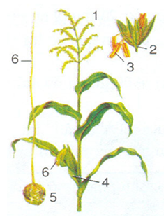 Lý thuyết Sinh học lớp 6 bài 30