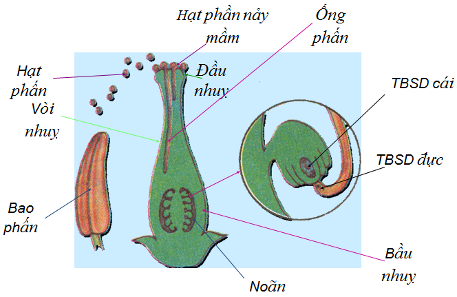 Lý thuyết Sinh học lớp 6 bài 31