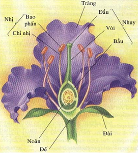 Lý thuyết Sinh học lớp 6 bài 31