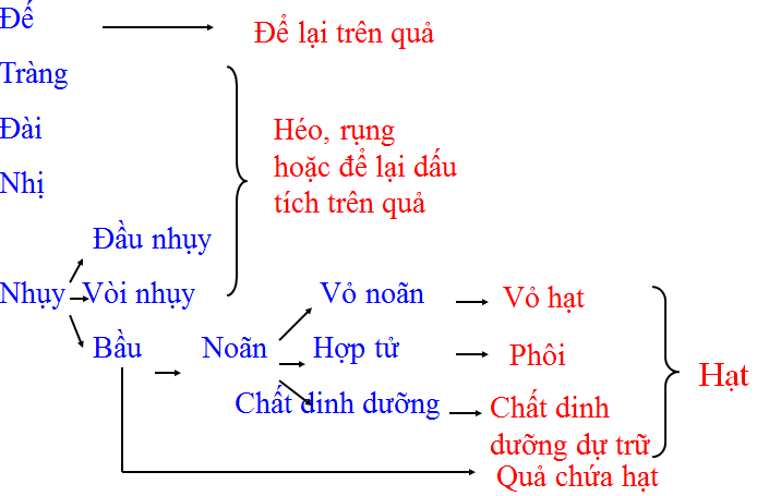 Lý thuyết Sinh học lớp 6 bài 31