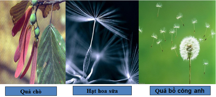 Lý thuyết Sinh học lớp 6 bài 34