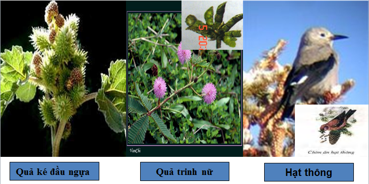 Lý thuyết Sinh học lớp 6 bài 34