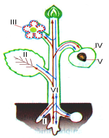 Lý thuyết Sinh học lớp 6 bài 36