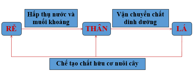 Lý thuyết Sinh học lớp 6 bài 36