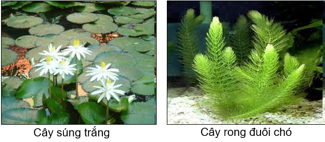 Lý thuyết Sinh học lớp 6 bài 36