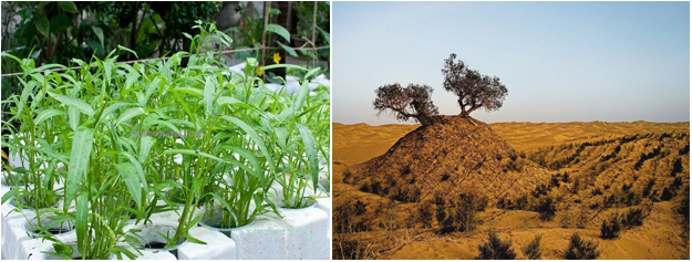 Lý thuyết Sinh học lớp 6 bài 36