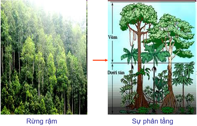 Lý thuyết Sinh học lớp 6 bài 36