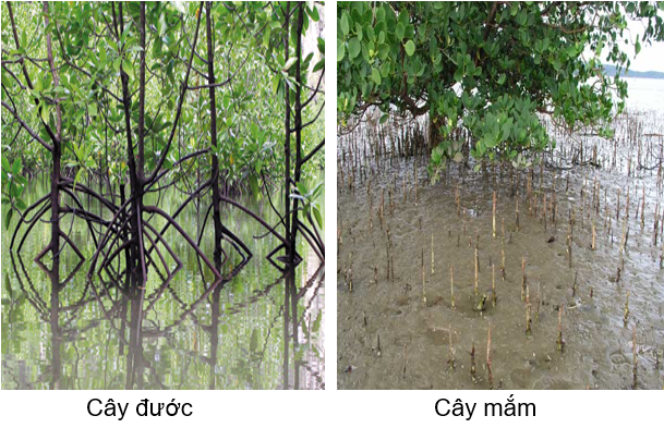 Lý thuyết Sinh học lớp 6 bài 36