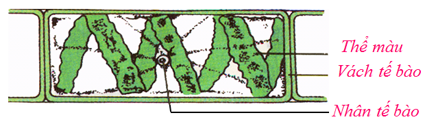 Lý thuyết Sinh học lớp 6 bài 37