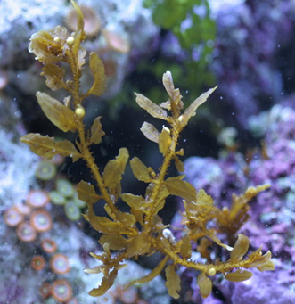 Lý thuyết Sinh học lớp 6 bài 37