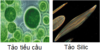 Lý thuyết Sinh học lớp 6 bài 37