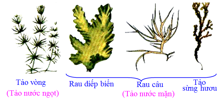 Lý thuyết Sinh học lớp 6 bài 37