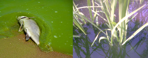 Lý thuyết Sinh học lớp 6 bài 37