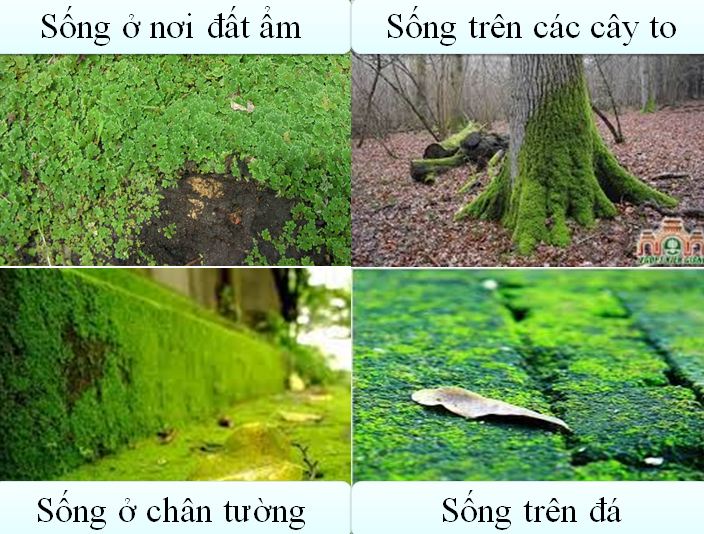 Lý thuyết Sinh học lớp 6 bài 38