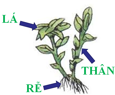 Lý thuyết Sinh học lớp 6 bài 38