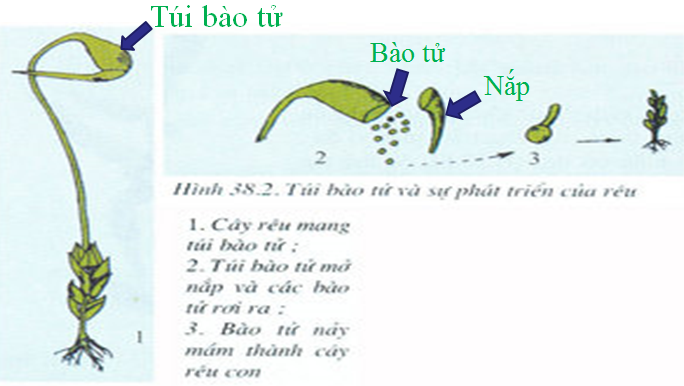 Lý thuyết Sinh học lớp 6 bài 38