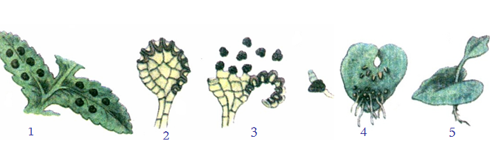 Lý thuyết Sinh học lớp 6 bài 39