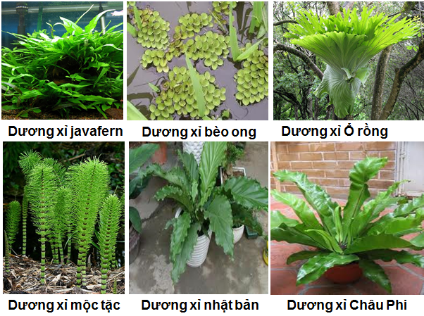 Lý thuyết Sinh học lớp 6 bài 39