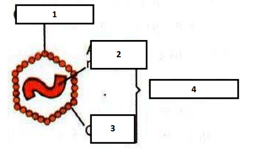 Đề thi học kì 2 lớp 10 môn Sinh học năm 2018 - 2019